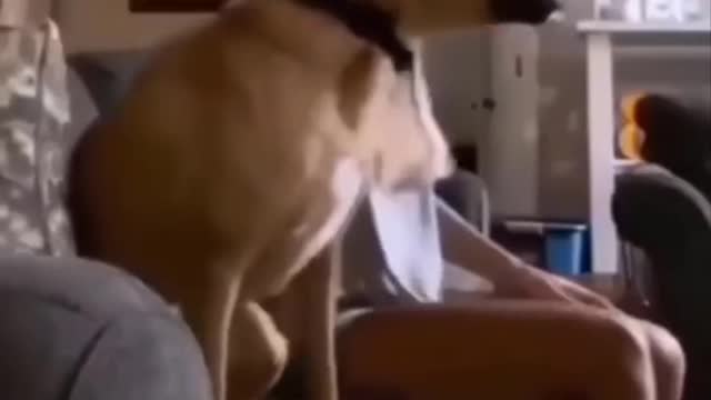 Funny Animal Videos