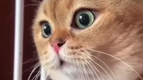 Funny cat