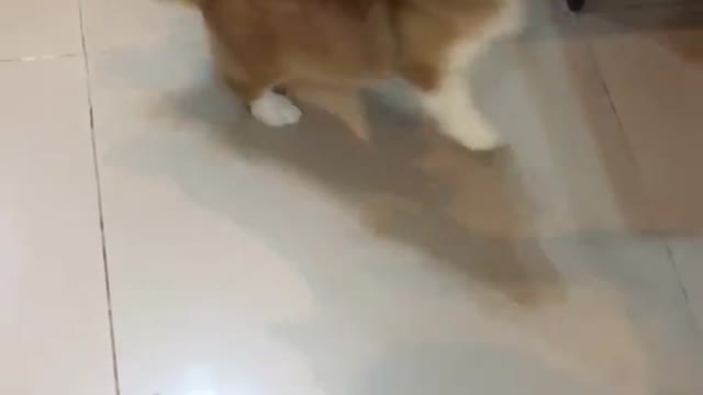 Corgi funny video clip