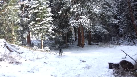 The first week living in the Colorado woods in our car.