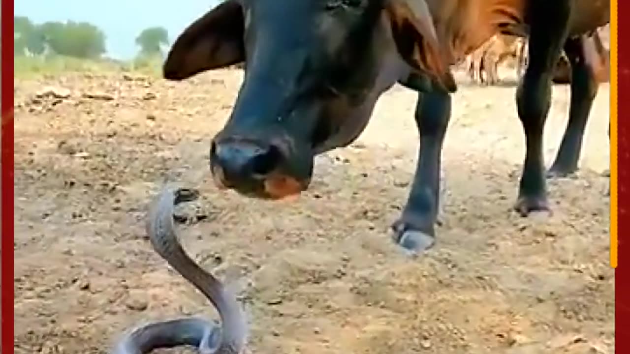 Cow and snake
