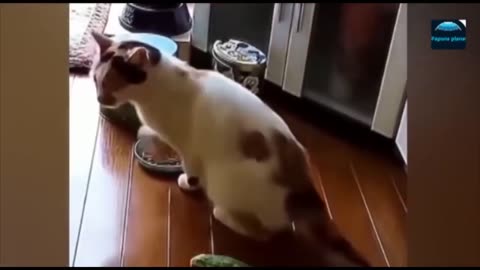 Funny animals video 😂😼