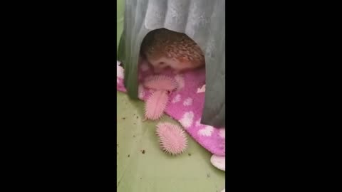 Little hedgehogs