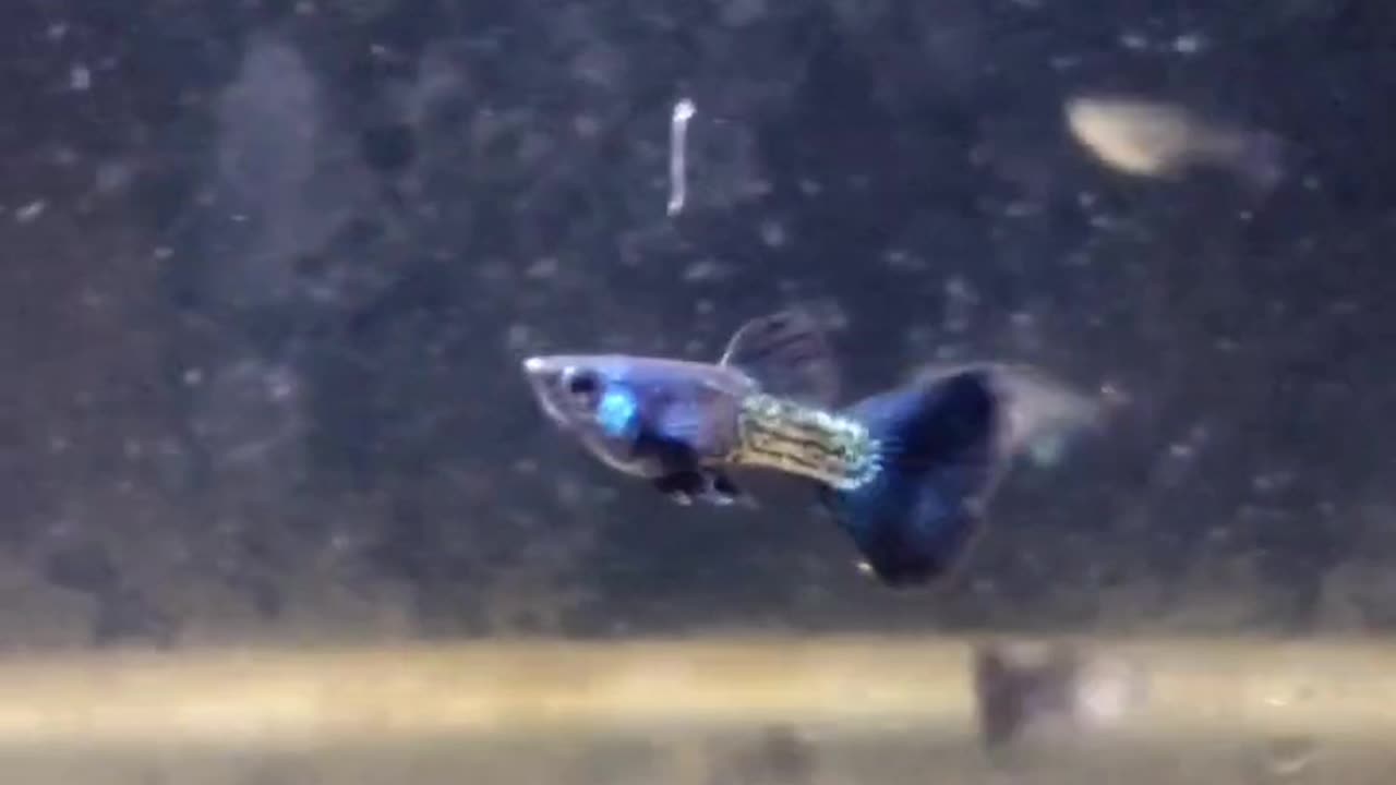 Metal blue guppy fish watch 😀 new videos by GBM FISH CARE 😀