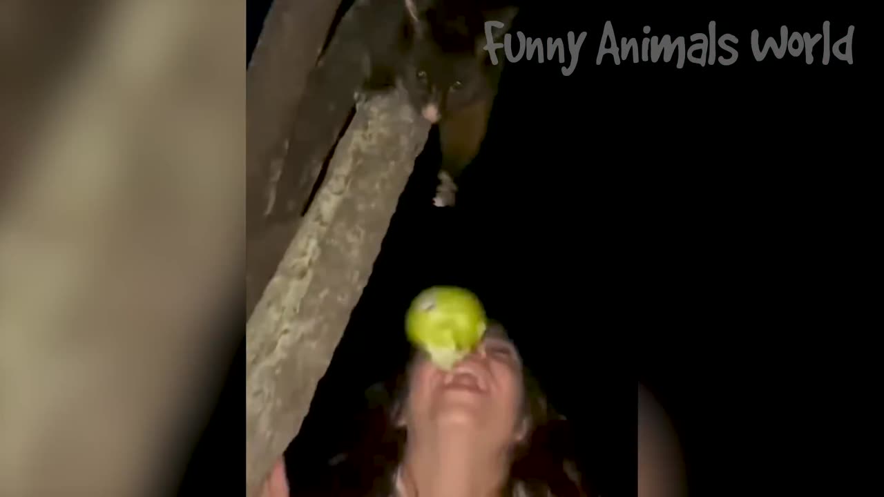 Funny Animal Videos 2023 😅 - Funniest Dogs and Cats Videos 😁 #15