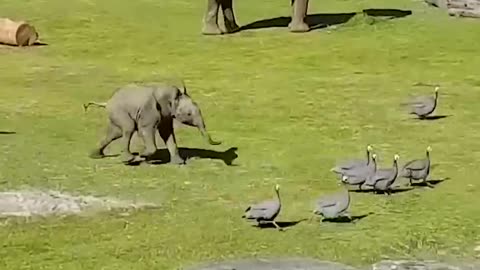 Cute baby elephant trips while playing with birds