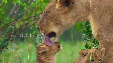 Mother Love ❤️ #animalslover