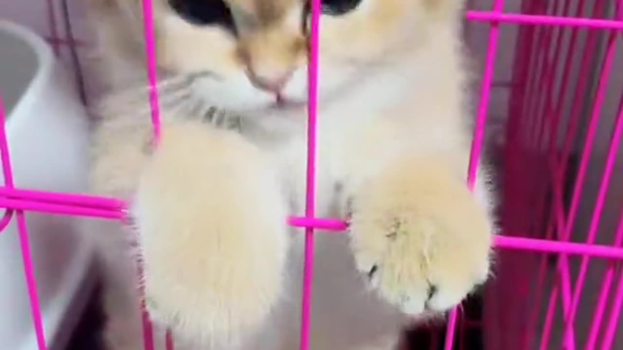 Funny Cat