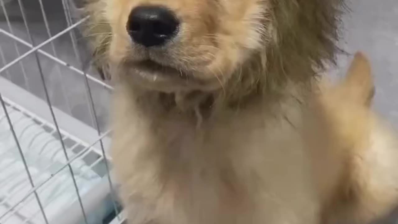 King Golden retriever