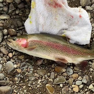 Fishing below the Palisades Dam for rainbow trout Idaho
