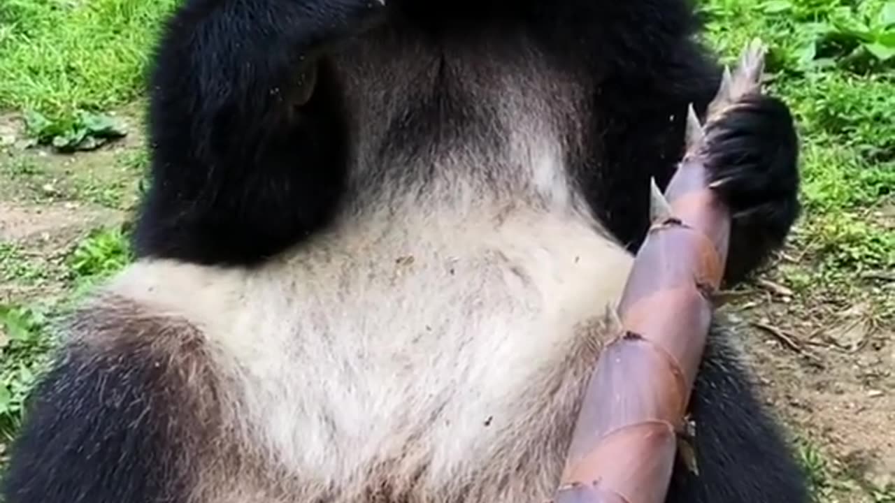 Panda Eating bamboo