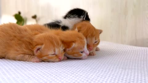 Newborn fluffy kittens