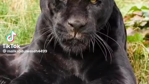 black tiger