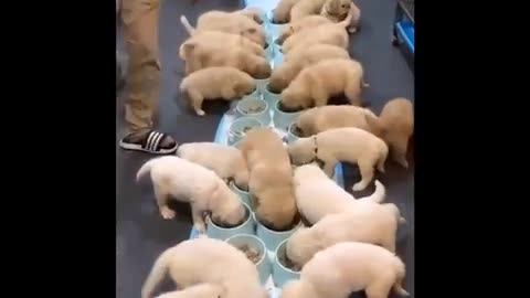 fun with puppies