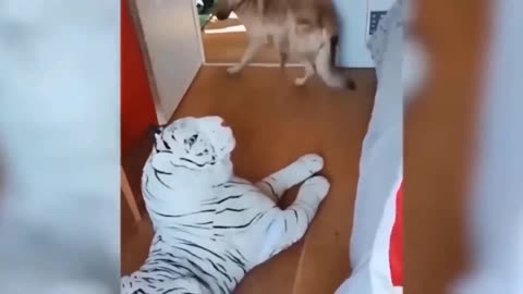 Funny Animals Dog and Cat