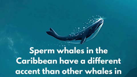 facts about whale