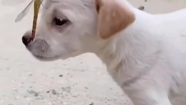 cute puppy playing with insect friend fly