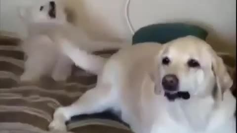 Crazy Dog Slaps his mate dog with his tails