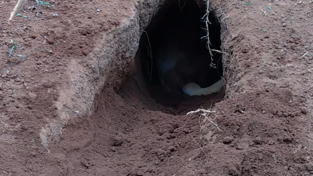 Dog Digs Impressive Hole