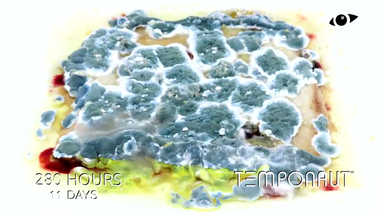 What Happens To Toast In Water Timelapse