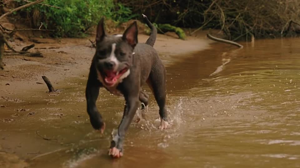 Mon chien court dans la rivière