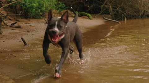 Mon chien court dans la rivière