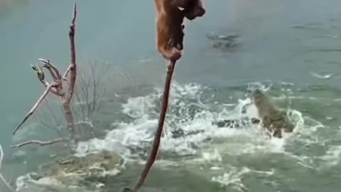 Monkey close to death