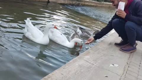 A nice young man gives food to a group of ducks, the people around him like it