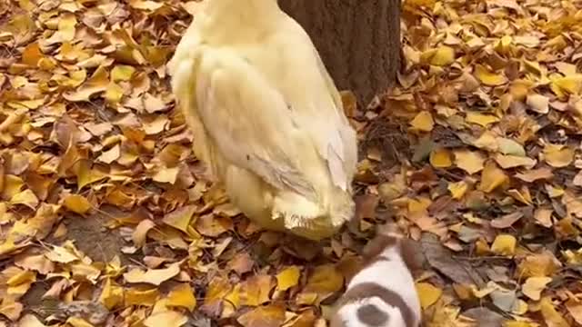 When the weather gets cold, the dog finds the mother duck to keep warm