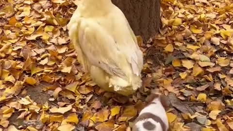 When the weather gets cold, the dog finds the mother duck to keep warm