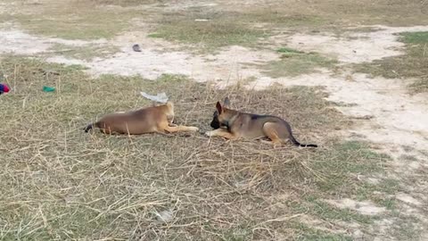 Two Cute Dogs Play With His Active Friend In The Field