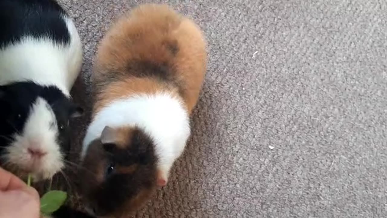 Gunea pigs and mint