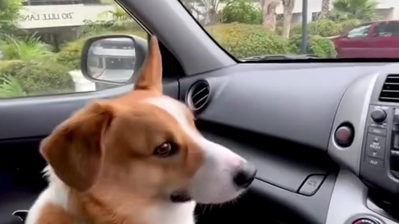 the dog fell into the car