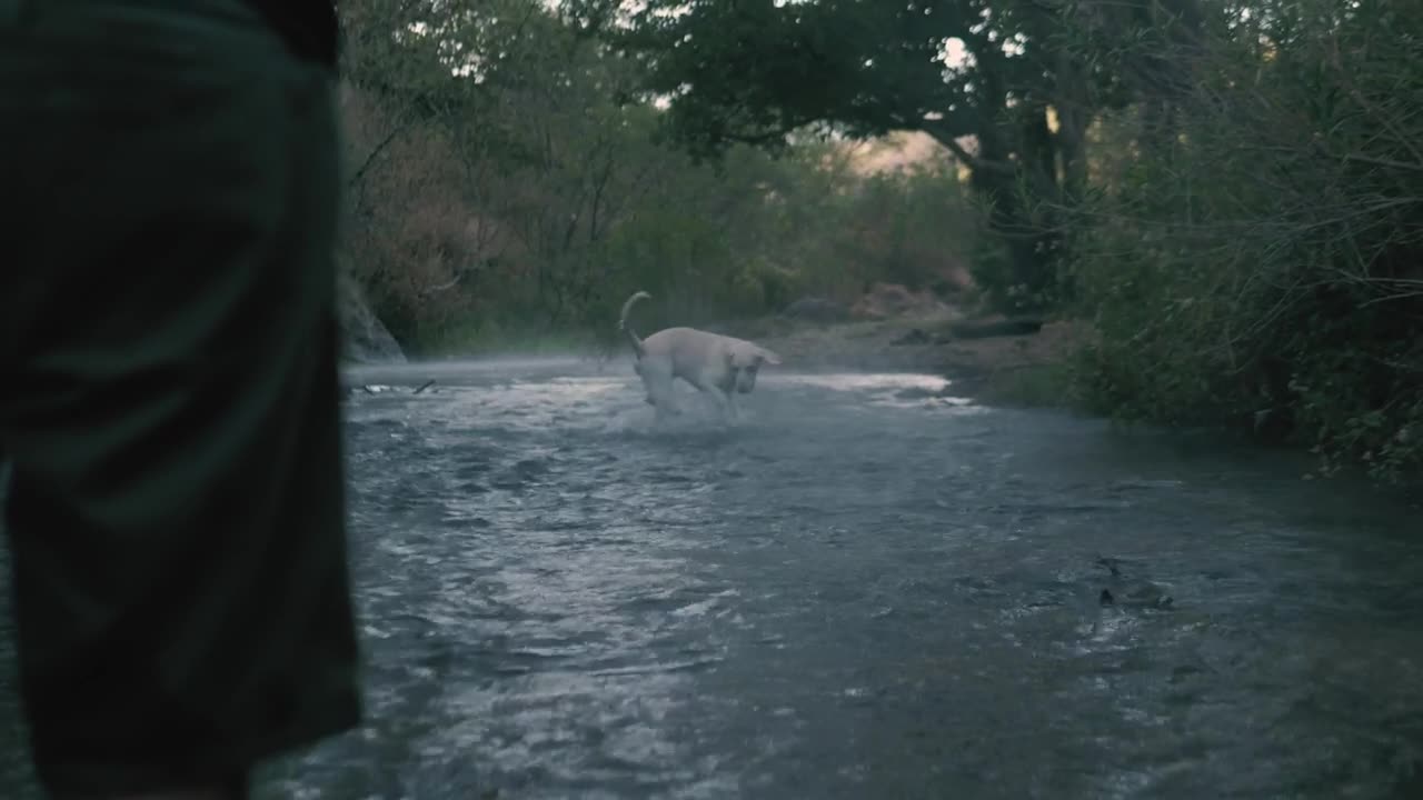 Dog catches a ball in river