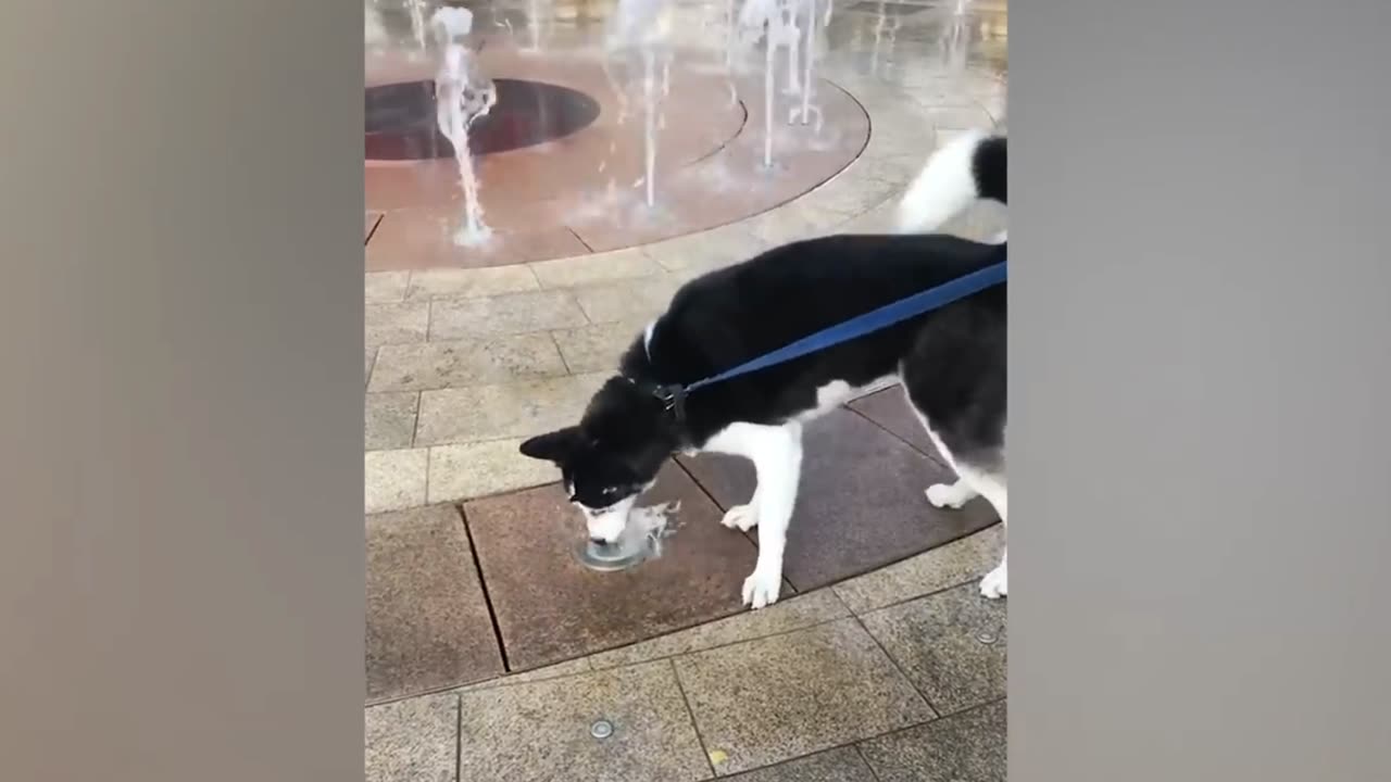 Huskies being dramatic for 10 minutes | FUNNIEST ANIMALS VIDEO