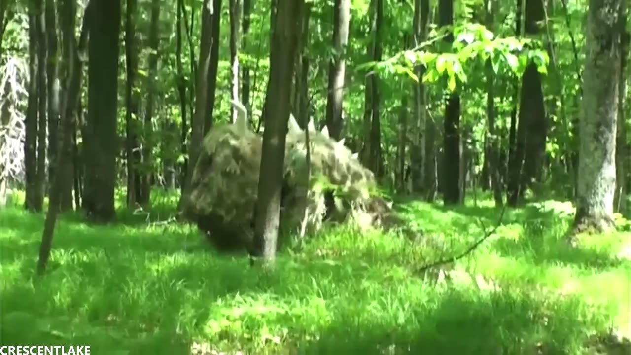 Mysterious Large Creatures Captured on Video 02