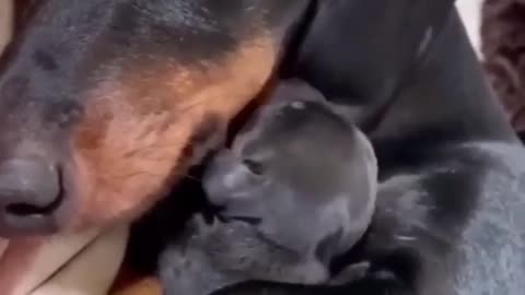 Puppy hugs your baby!