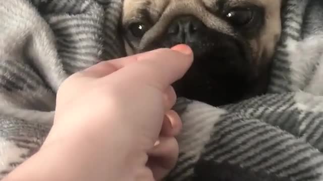 dog in quilt