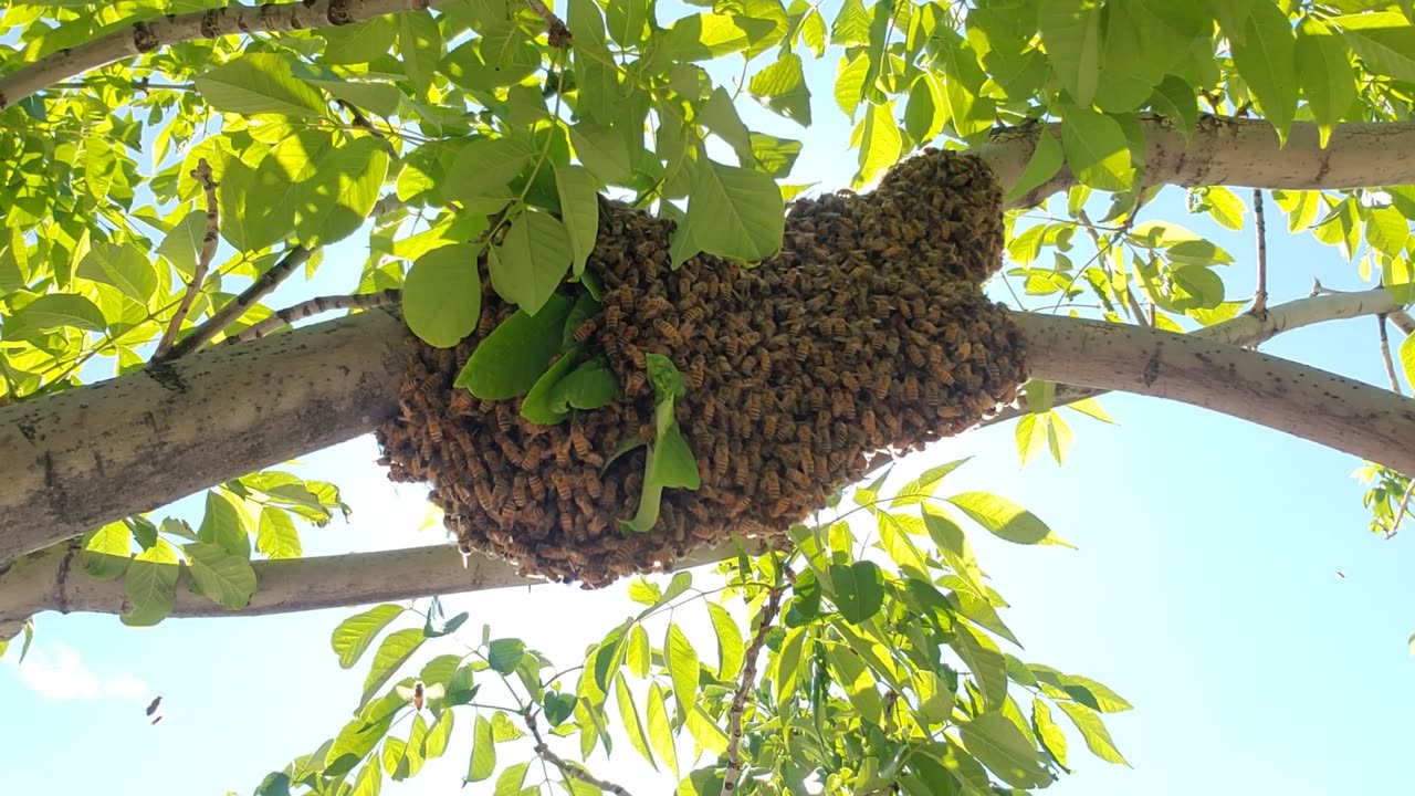 Beekeeper Falls Off Ladder