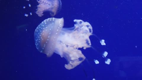 DEEP OCEAN - Drifting Jellyfish with Ambient and Calming Music for Relaxation-5