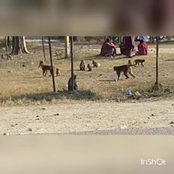 monkey's amazing activity