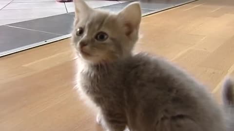 Cute munchkin baby kitten talks too much