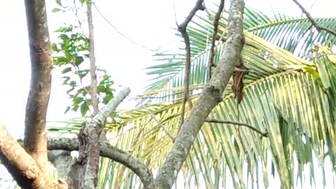 Squirrel preparing to make a cage