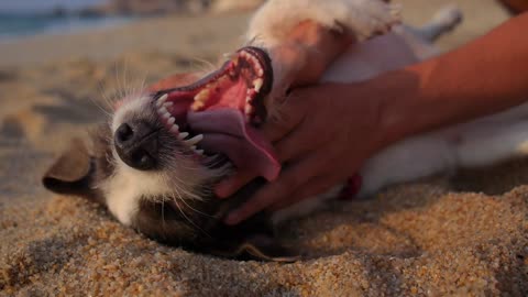 Nice dog plays with its owner