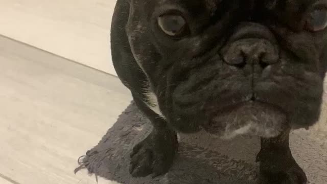 This French Bulldog has an irrational fear of bath bubbles