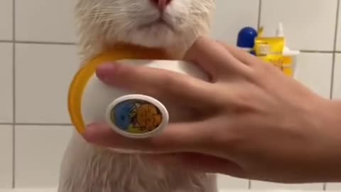 cleaning cat