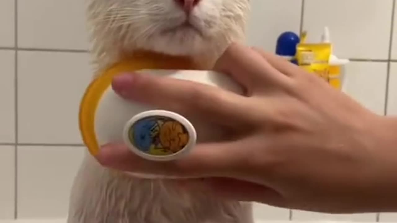 cleaning cat