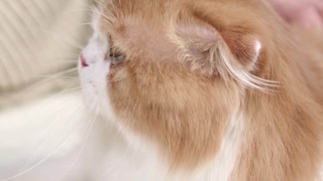 Funny and Cute Cat's Life 👯😺 Cats and Owners are the best friends Videos