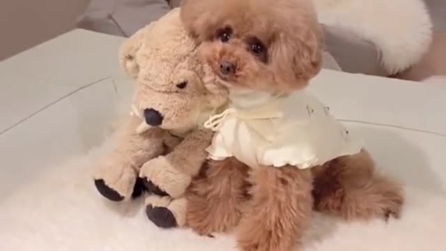 Dress your dog in the same outfit as the doll