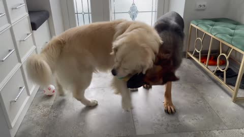 Golden Retriever Shocked by German Shepherd Steals His Toy